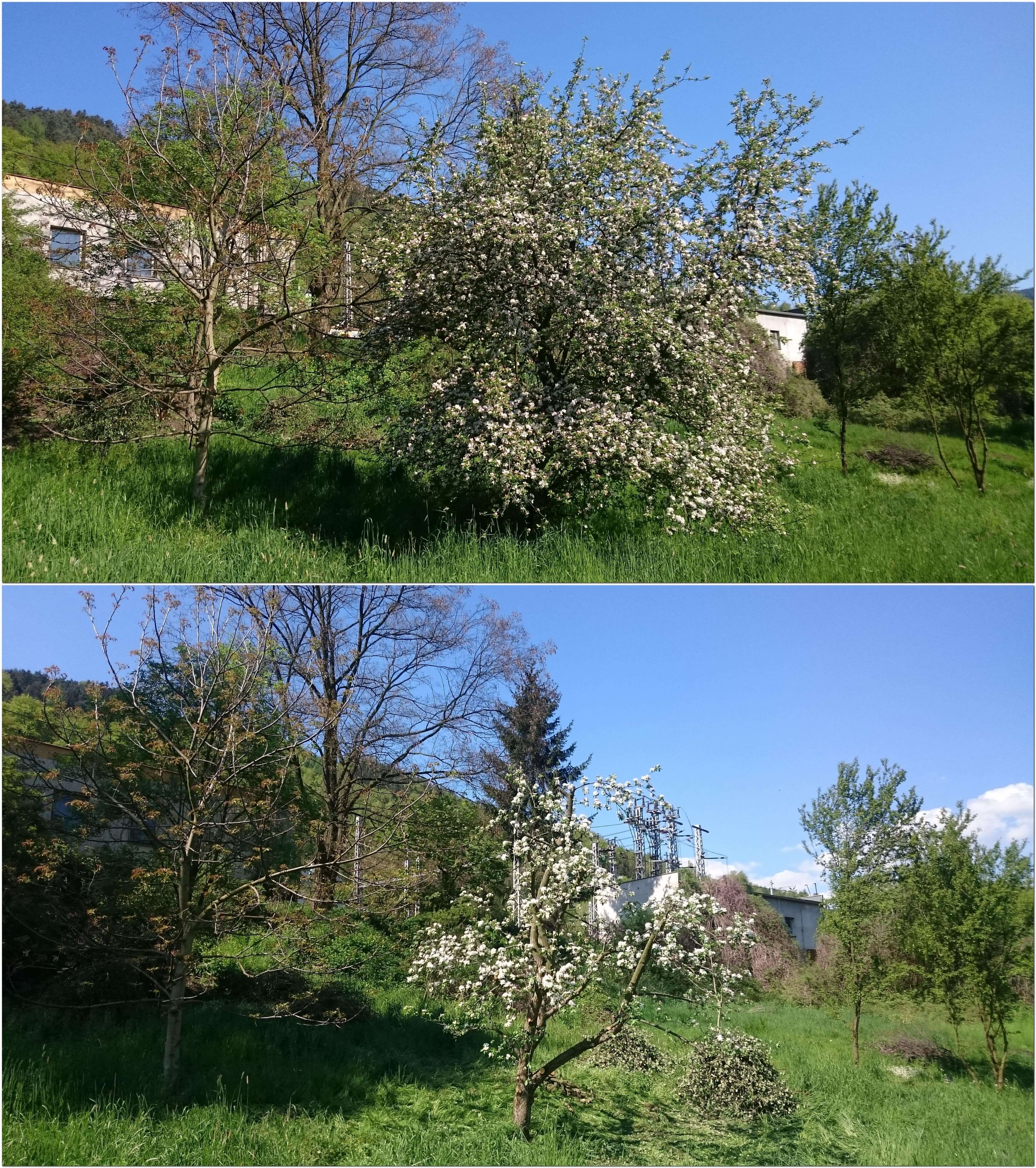 Prořezávka jabloně (před a po zásahu)